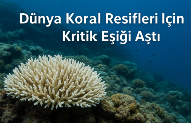 Dünya Koral Resifleri İçin Kritik Eşiği Aştı